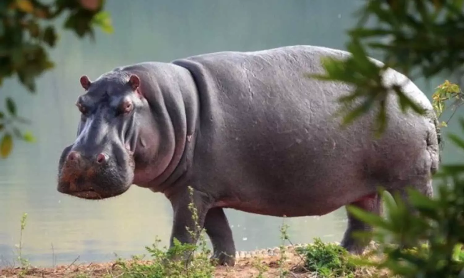 Zoo Caretaker Dies After Hippopotamus Attacks Him
