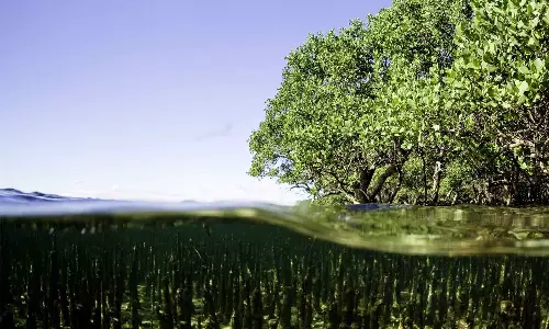 കണ്ടൽക്കാടുകൾ സംരക്ഷിക്കുന്നതിനായി ഗ്ലോബൽ മാൻഗ്രോവ് അലയൻസുമായി സഹകരിക്കാനൊരുങ്ങി ഖത്തർ