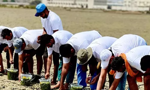 Environment Authority to plant four million mangrove trees in Oman