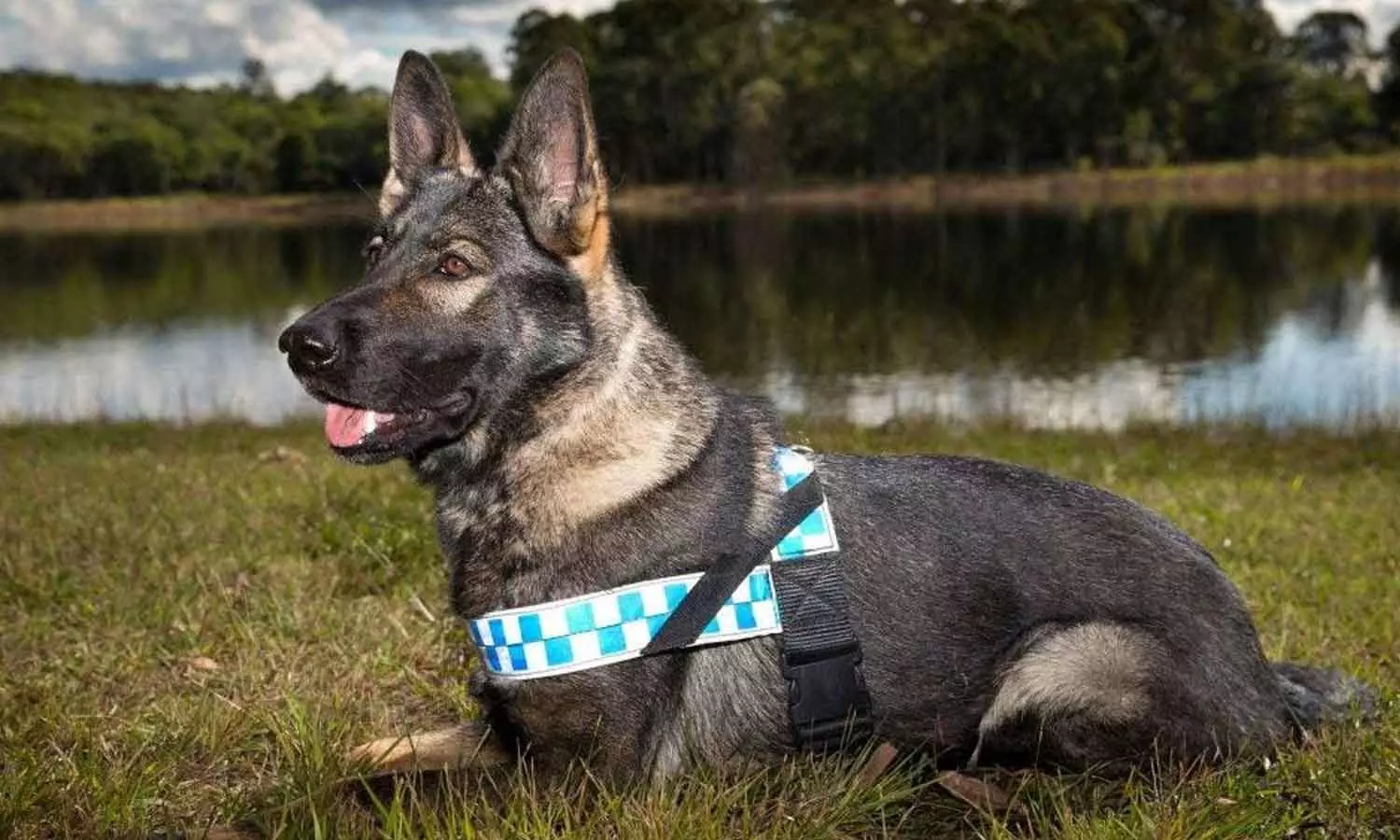 More cadaver dog will reach mundakkai for searching More cadaver dog will reach mundakkai for searching