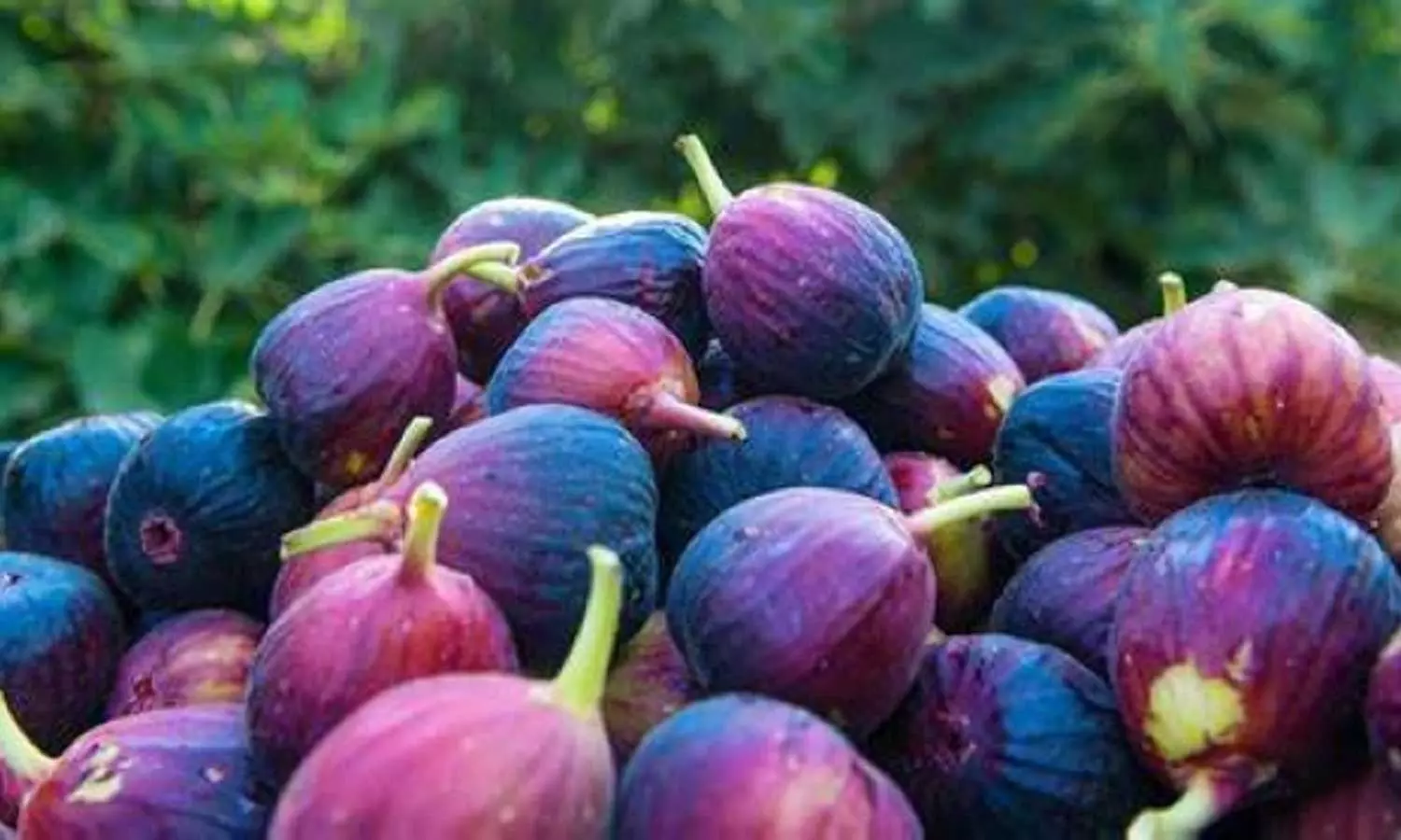 Saudi Arabia has achieved self-sufficiency in fig production