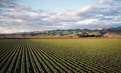 UAE Unveils Programme To Improve Skills Of Agricultural Extension Agents