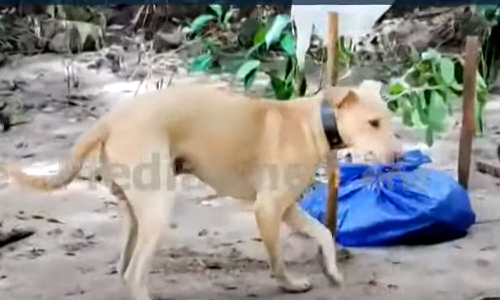 ചാലിയാർ നീന്തിക്കടന്ന് തിരച്ചിലിൽ പങ്കെടുത്ത് നായ; മൃതദേഹം മണത്ത് കണ്ടെത്തി, അവസാനം എങ്ങോ മറഞ്ഞു