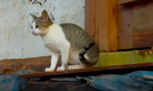 ഓമനിച്ച് അന്നം തന്നിരുന്നവര്‍ക്കായി കാത്തിരിപ്പ്; ദുരന്തഭൂമിയിൽ ഉടമയെ തിരഞ്ഞ് ഒരു പൂച്ച