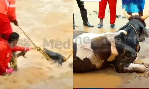 ചൂരൽമലയിൽ കനത്ത മഴ; പുഴയിൽ കുടുങ്ങിയ പശുവിനെ രക്ഷപ്പെടുത്തി
