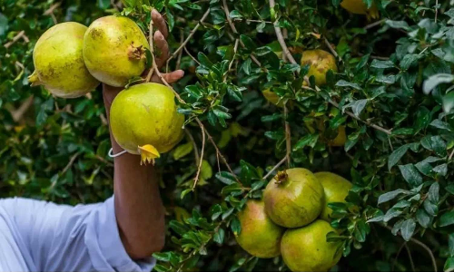 പതിനൊന്നിനം പഴ വർഗ്ഗങ്ങളാൽ സമൃദ്ധമായി സൗദി വിപണി