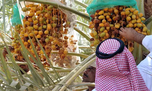Harvesting continues in Saudi Arabias date plantations