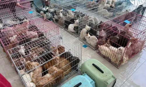 മൃഗസംരക്ഷണം: സൗദിയിൽ നിയമങ്ങൾ പാലിക്കാത്തവർക്കെതിരെ കർശന നടപടി