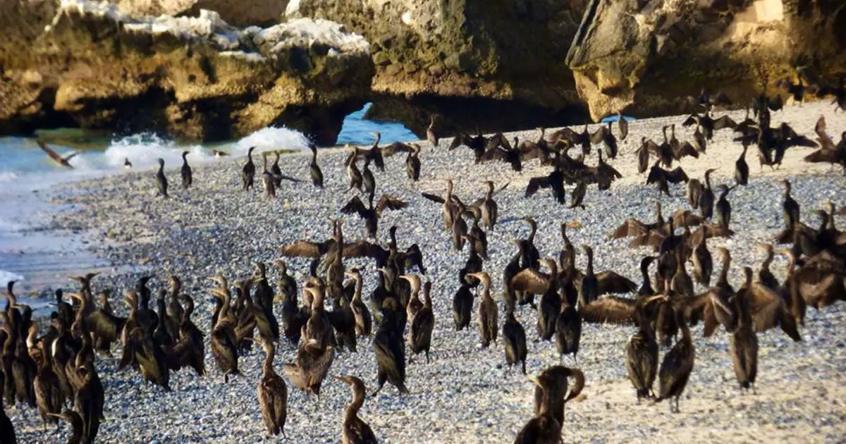 Musandam Governorate is a major seasonal feeding station for the endangered Socotra Cormorant. Musandam Governorate is a major seasonal feeding station for the endangered Socotra Cormorant.