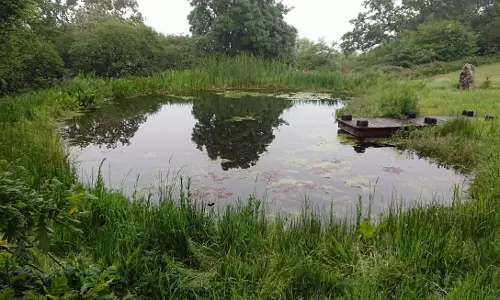 pond