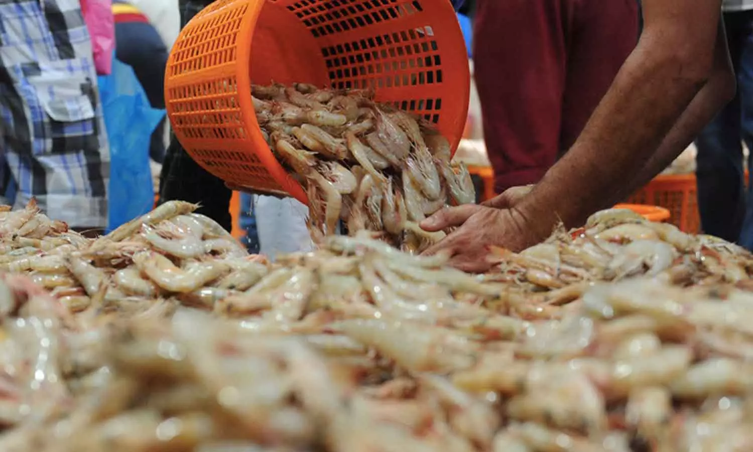 ഇനി ചെമ്മീൻ ചാകര...; സെപ്റ്റംബർ ഒന്ന് മുതൽ ഒമാനിൽ ചെമ്മീൻ സീസൺ ആരംഭിക്കും ഇനി ചെമ്മീൻ ചാകര...; സെപ്റ്റംബർ ഒന്ന് മുതൽ ഒമാനിൽ ചെമ്മീൻ സീസൺ ആരംഭിക്കും