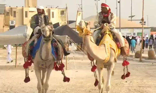 20 lakh camels in Saudi; No. 1 in the Arab world