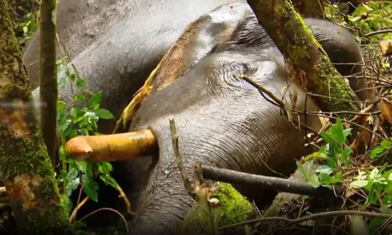 ചക്കക്കൊമ്പനുമായി ഏറ്റുമുട്ടി; പരിക്കിനു പിന്നാലെ മുറിവാലൻ ചെരിഞ്ഞു ചക്കക്കൊമ്പനുമായി ഏറ്റുമുട്ടി; പരിക്കിനു പിന്നാലെ മുറിവാലൻ ചെരിഞ്ഞു