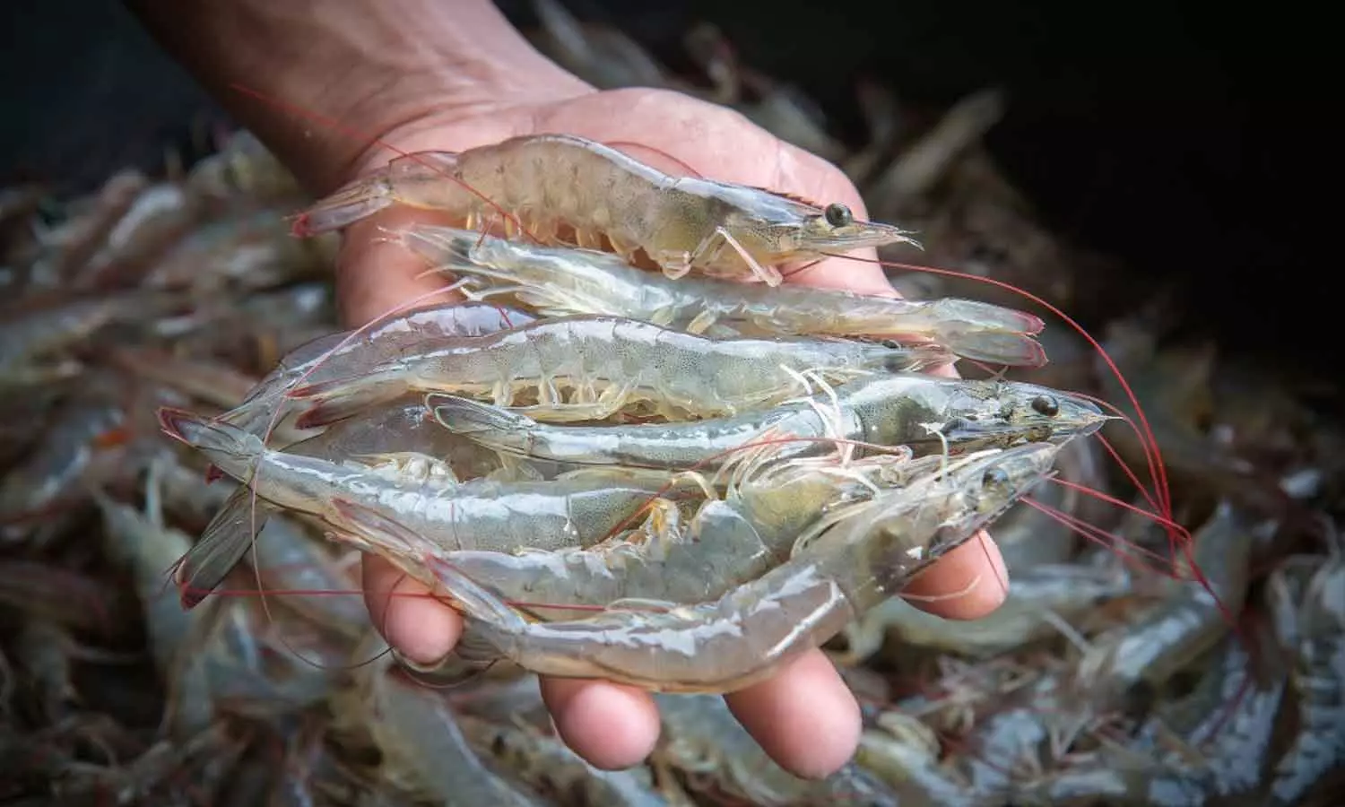 സൗദിയിലെ ജിസാനിൽ ഇത് ചെമ്മീൻ ചാകരക്കാലം