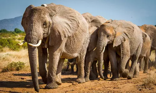 severe drought and famine; Namibia prepares to slaughter wild animals including wild elephants
