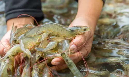ഒമാനിൽ ഇനി ചെമ്മീൻ ചാകരക്കാലം; ഗവണറേറ്റുകളിൽ ചെമ്മീൻ മത്സ്യ ബന്ധന സീസണിന് തുടക്കമായി