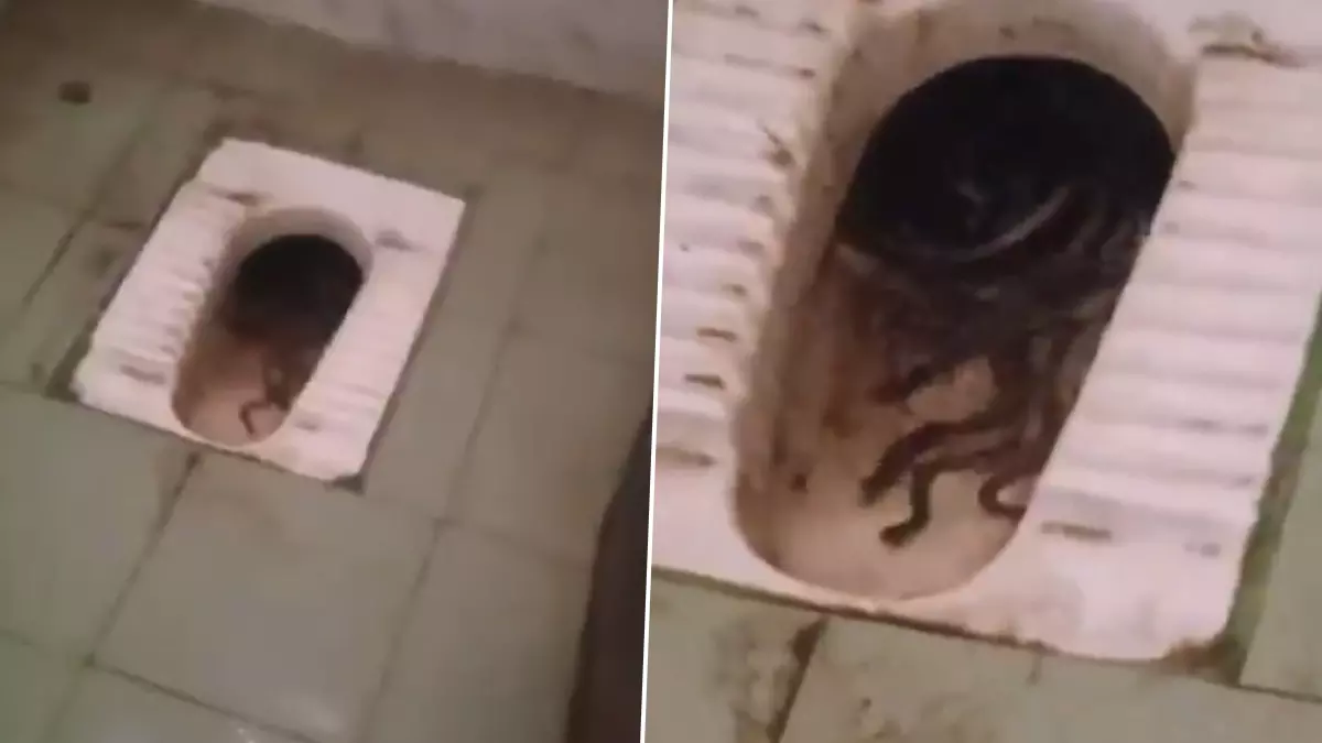 Snakes Found Crawling In Womens Toilet