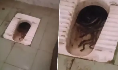 Snakes Found Crawling In Womens Toilet Snakes Found Crawling In Womens Toilet