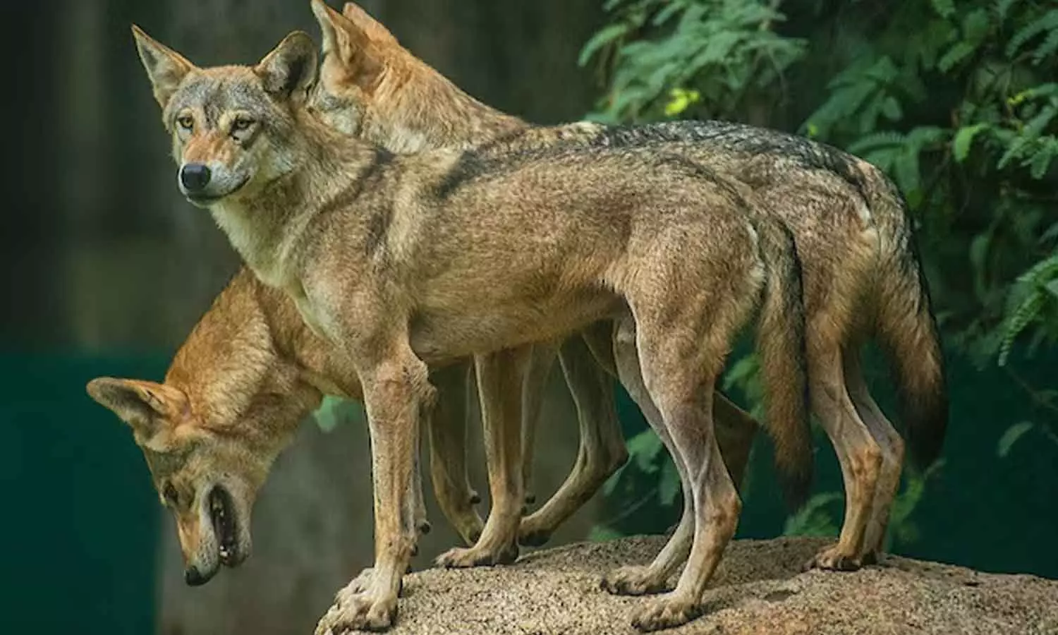 In UPs Pratapgarh, Bahraich Wolf Attacks Bring Back Memories of 1996 Horror