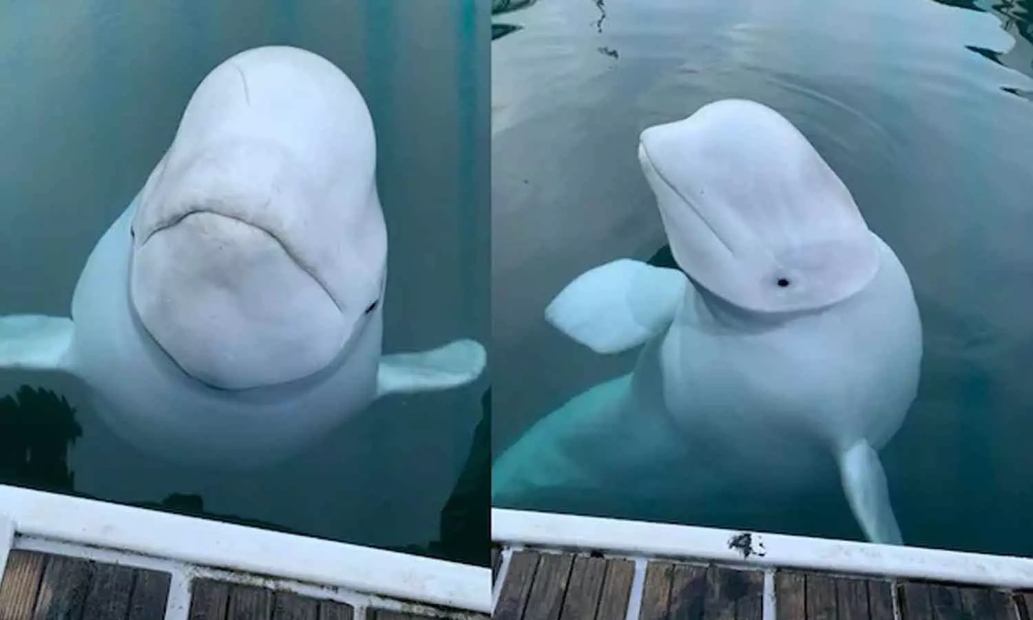 വെടിയേറ്റ പാടുകൾ: ഹ്വാൾദിമിറിനെ വെടിവെച്ച് കൊന്നതാണെന്ന ആരോപണവുമായി മൃഗസംരക്ഷണ സംഘടനകൾ