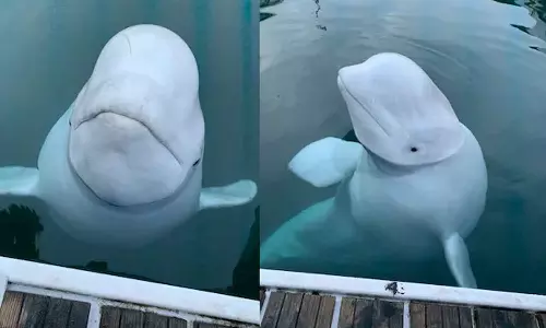 വെടിയേറ്റ പാടുകൾ: ഹ്വാൾദിമിറിനെ വെടിവെച്ച് കൊന്നതാണെന്ന ആരോപണവുമായി മൃഗസംരക്ഷണ സംഘടനകൾ