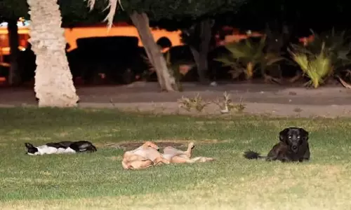 ജനവാസ മേഖലകളിൽ നിന്ന് പരാതി; കുവൈത്തിൽ കഴിഞ്ഞ വർഷം 6500 തെരുവ് നായകളെ പിടികൂടി