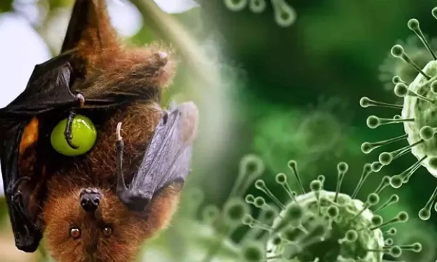 nipha virus nipha virus