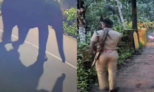 wild elephant in Perambra wild elephant in Perambra