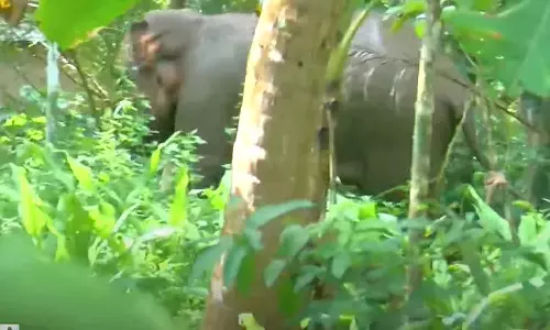 കോഴിക്കോട് പേരാമ്പ്രയിൽ ജനവാസമേഖലയിൽ ഇറങ്ങിയ ആനയെ കാടുകയറ്റി കോഴിക്കോട് പേരാമ്പ്രയിൽ ജനവാസമേഖലയിൽ ഇറങ്ങിയ ആനയെ കാടുകയറ്റി