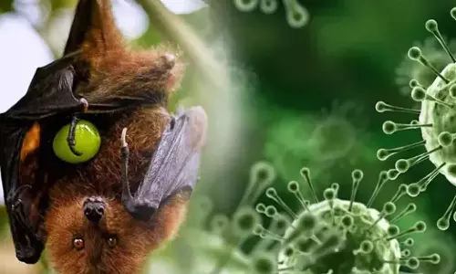 nipha virus nipha virus