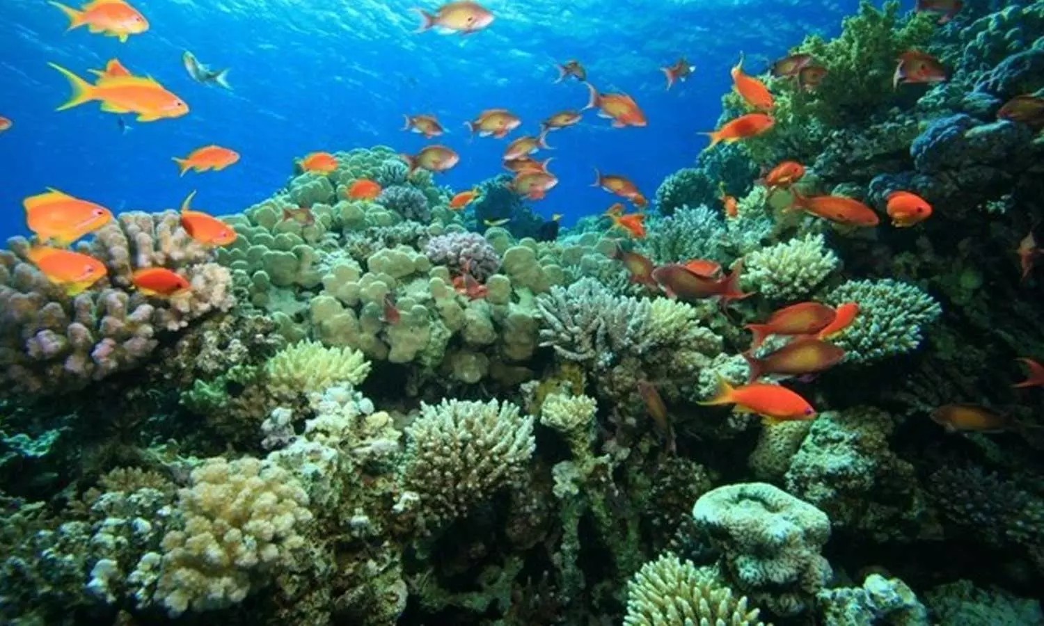 ചെങ്കടലിലെ സമുദ്ര ജീവികളെ സംരക്ഷിക്കാൻ പദ്ധതിയുമായി സൗദി അറേബ്യ ചെങ്കടലിലെ സമുദ്ര ജീവികളെ സംരക്ഷിക്കാൻ പദ്ധതിയുമായി സൗദി അറേബ്യ