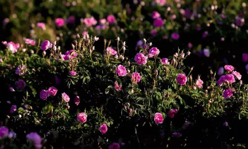 പനിനീർ പൂകൃഷി പ്രാദേശികവത്കരിക്കാനൊരുങ്ങി സൗദി അറേബ്യ പനിനീർ പൂകൃഷി പ്രാദേശികവത്കരിക്കാനൊരുങ്ങി സൗദി അറേബ്യ