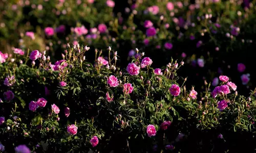 Saudi Arabia Announces Localization Of Rose Cultivation Saudi Arabia Announces Localization Of Rose Cultivation