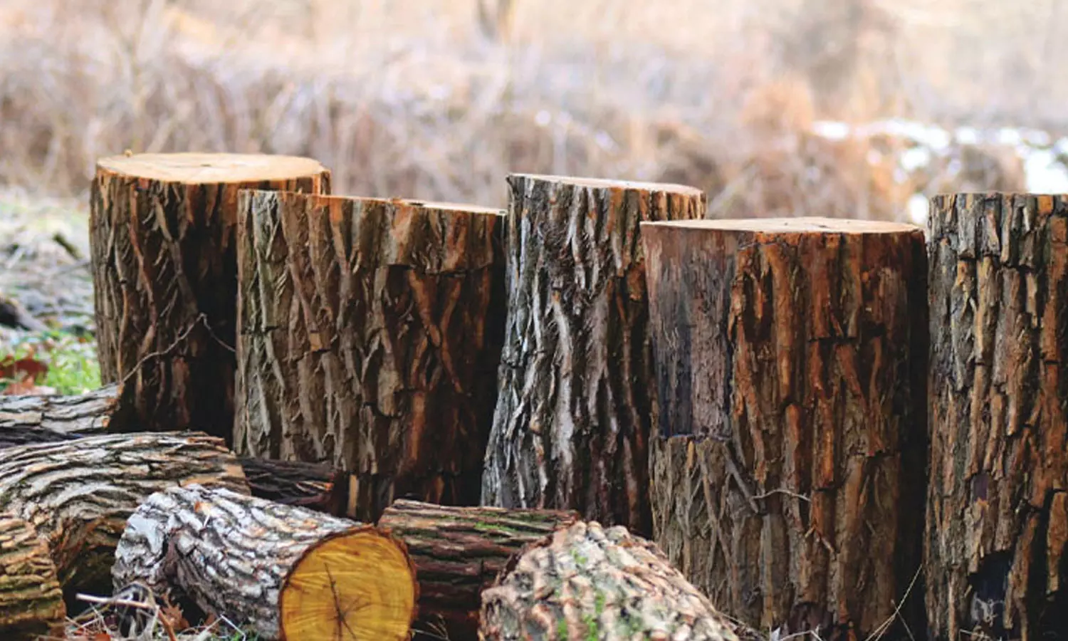 Action against Forest Department officials withdrawn for solar fencing of trees cut from Thalapuzha forest area, latest news malayalam, തലപ്പുഴ വനമേഖലയിൽ നിന്ന് മരം മുറിച്ചത് സോളാർ ഫെൻസിങിന്, വനംവകുപ്പ് ഉദ്യോഗസ്ഥർക്കെതിരായ നടപടി പിൻവലിച്ചു Action against Forest Department officials withdrawn for solar fencing of trees cut from Thalapuzha forest area, latest news malayalam, തലപ്പുഴ വനമേഖലയിൽ നിന്ന് മരം മുറിച്ചത് സോളാർ ഫെൻസിങിന്, വനംവകുപ്പ് ഉദ്യോഗസ്ഥർക്കെതിരായ നടപടി പിൻവലിച്ചു