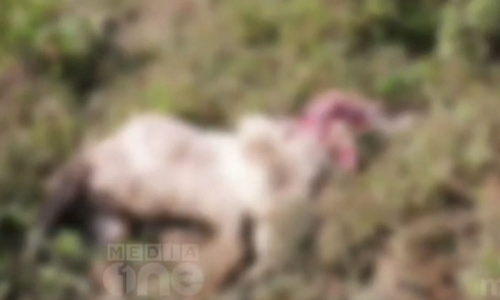 വയനാട്ടിൽ വീണ്ടും കടുവ ആക്രമണം; 3 ആടുകളെ കൊന്നു വയനാട്ടിൽ വീണ്ടും കടുവ ആക്രമണം; 3 ആടുകളെ കൊന്നു