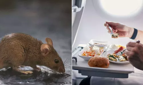Flight Makes Emergency Landing After Passenger Finds Live Mouse In Meal