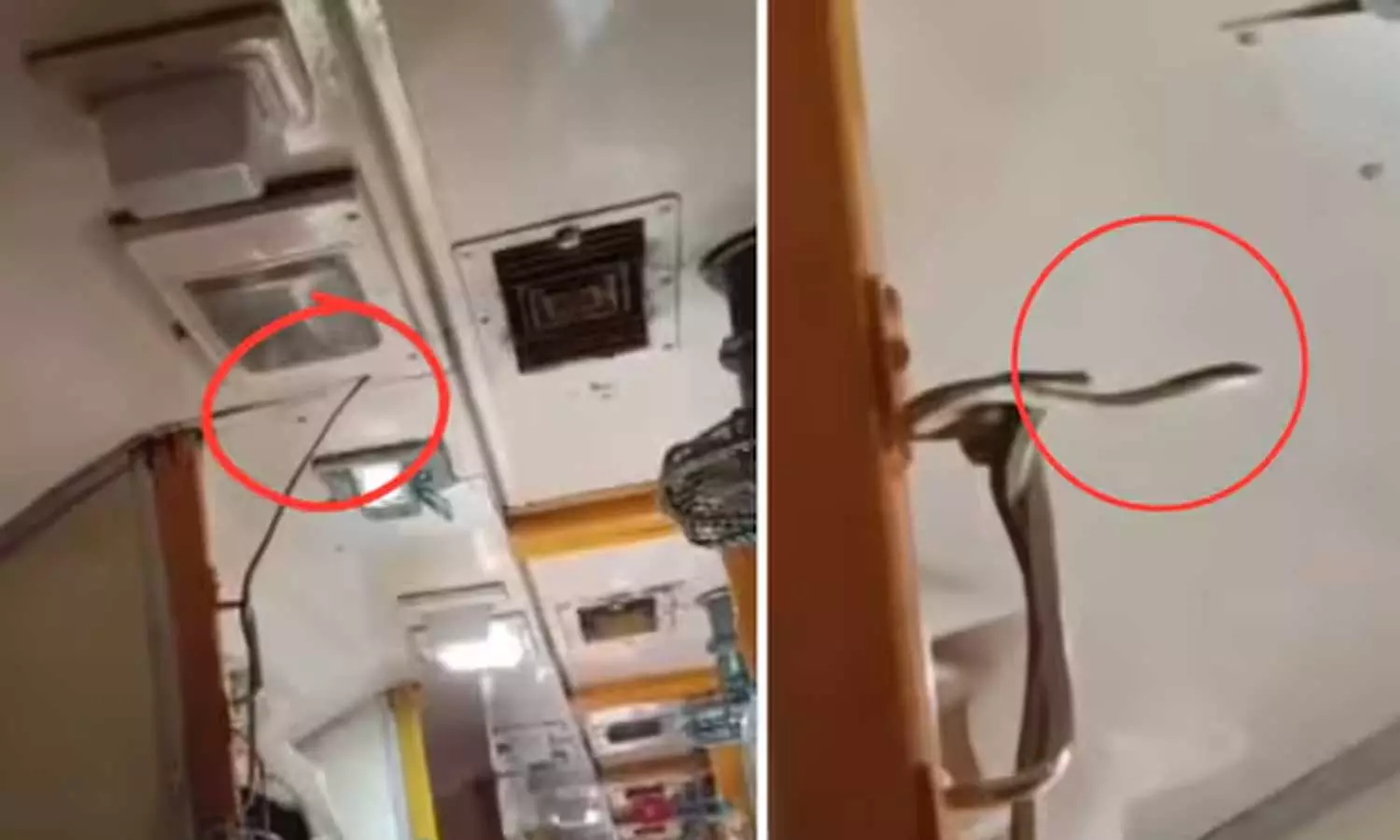 തലക്ക് മീതെ പാമ്പ്; പരി​​ഭ്രാന്തിയിലായി ട്രെയിൻ യാത്രക്കാർ - വിഡിയോ