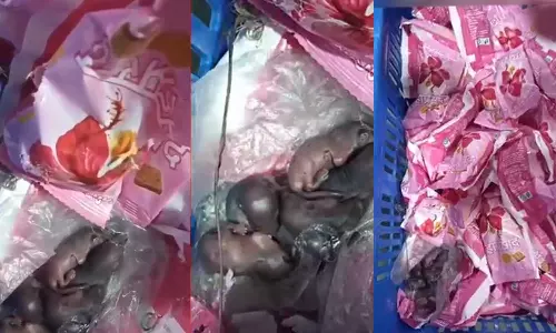Rats found in packet of laddu prasad at Siddhivinayak Temple Mumbai