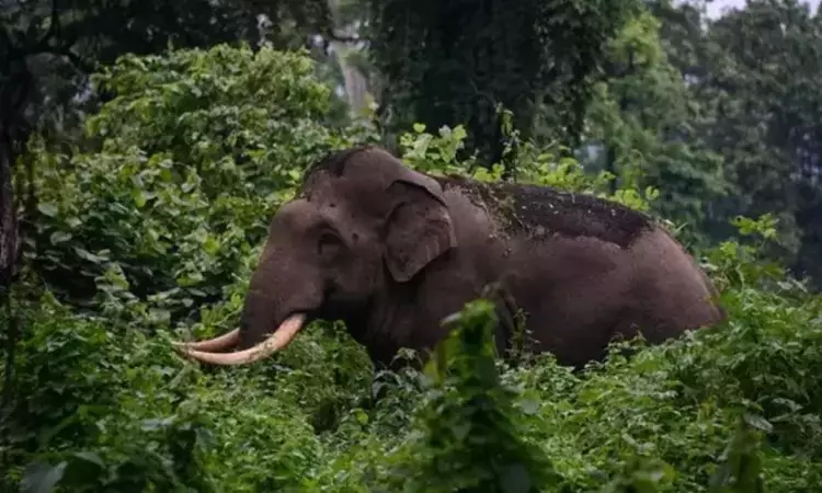 wild elephant kerala