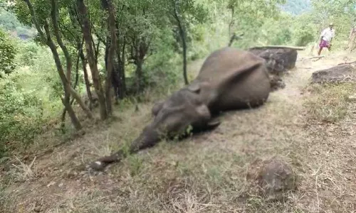 Wild Elephant Found Dead in Idukki