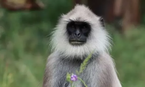 Jump again; Three Hanuman monkeys jumped out of their cage at Thiruvananthapuram Zoo, latest news malayalam, വീണ്ടും ചാട്ടം; തിരുവനന്തപുരം മൃഗശാലയിൽ മൂന്ന് ഹനുമാൻ കുരങ്ങുകൾ കൂട്ടിനു വെളിയിൽ ചാടി Jump again; Three Hanuman monkeys jumped out of their cage at Thiruvananthapuram Zoo, latest news malayalam, വീണ്ടും ചാട്ടം; തിരുവനന്തപുരം മൃഗശാലയിൽ മൂന്ന് ഹനുമാൻ കുരങ്ങുകൾ കൂട്ടിനു വെളിയിൽ ചാടി