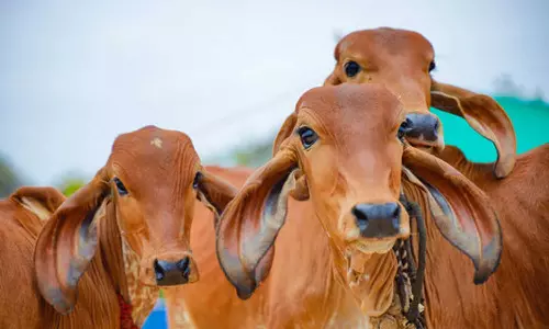 Maharashtra Govt Declares Cow As Rajyamata-Gomata
