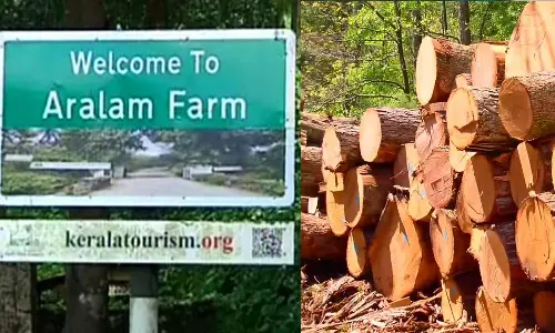 Deforestation in six farms; Protected trees including Irul and Anjili were cut and smuggled, latest news malayalam, ആറളം ഫാമിൽ മരംക്കൊള്ള; ഇരൂളും ആഞ്ഞിലിയും അടക്കമുള്ള സംരക്ഷിത മരങ്ങൾ മുറിച്ച് കടത്തി