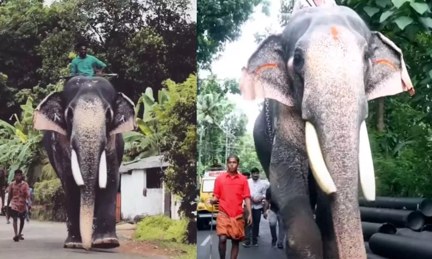 Puthupally Sadhu elephant found after missing from a movie location in Kothamangalam