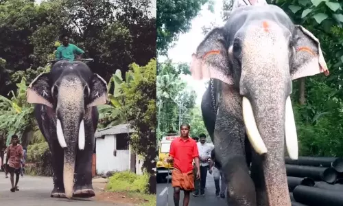 Puthupally Sadhu elephant found after missing from a movie location in Kothamangalam