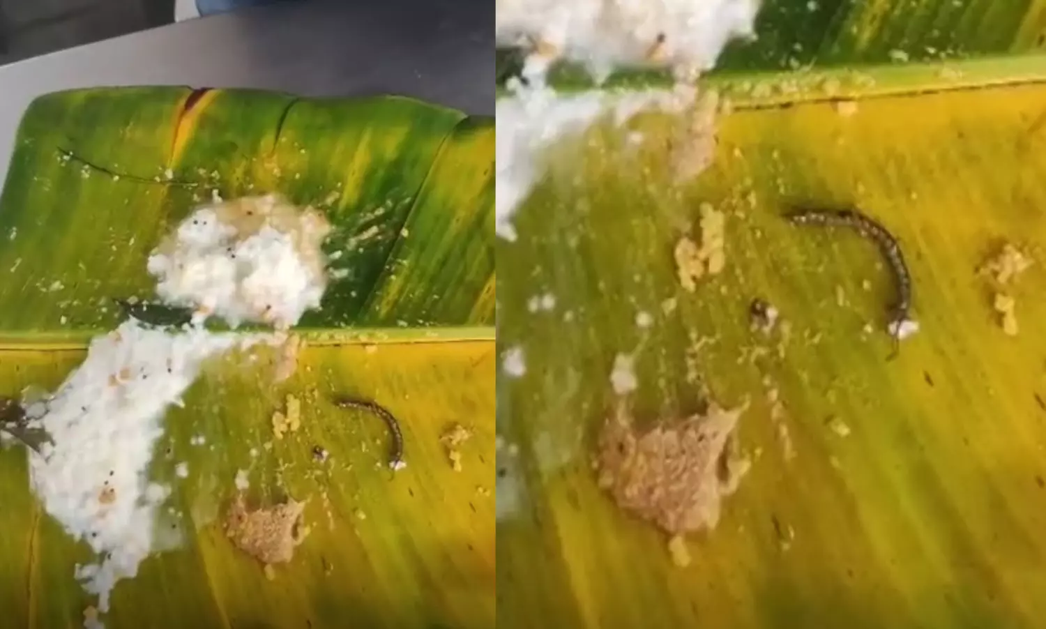 തിരുപ്പതി ക്ഷേത്രത്തിലെ പ്രസാദത്തില് പഴുതാര; നിഷേധിച്ച് അധികൃതര് തിരുപ്പതി ക്ഷേത്രത്തിലെ പ്രസാദത്തില് പഴുതാര; നിഷേധിച്ച് അധികൃതര്