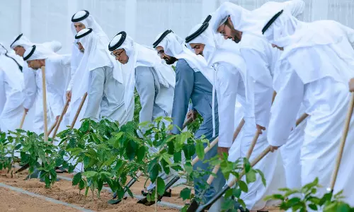 UAE Unveils Plant The Emirates Programme To Boost Agricultural Sector