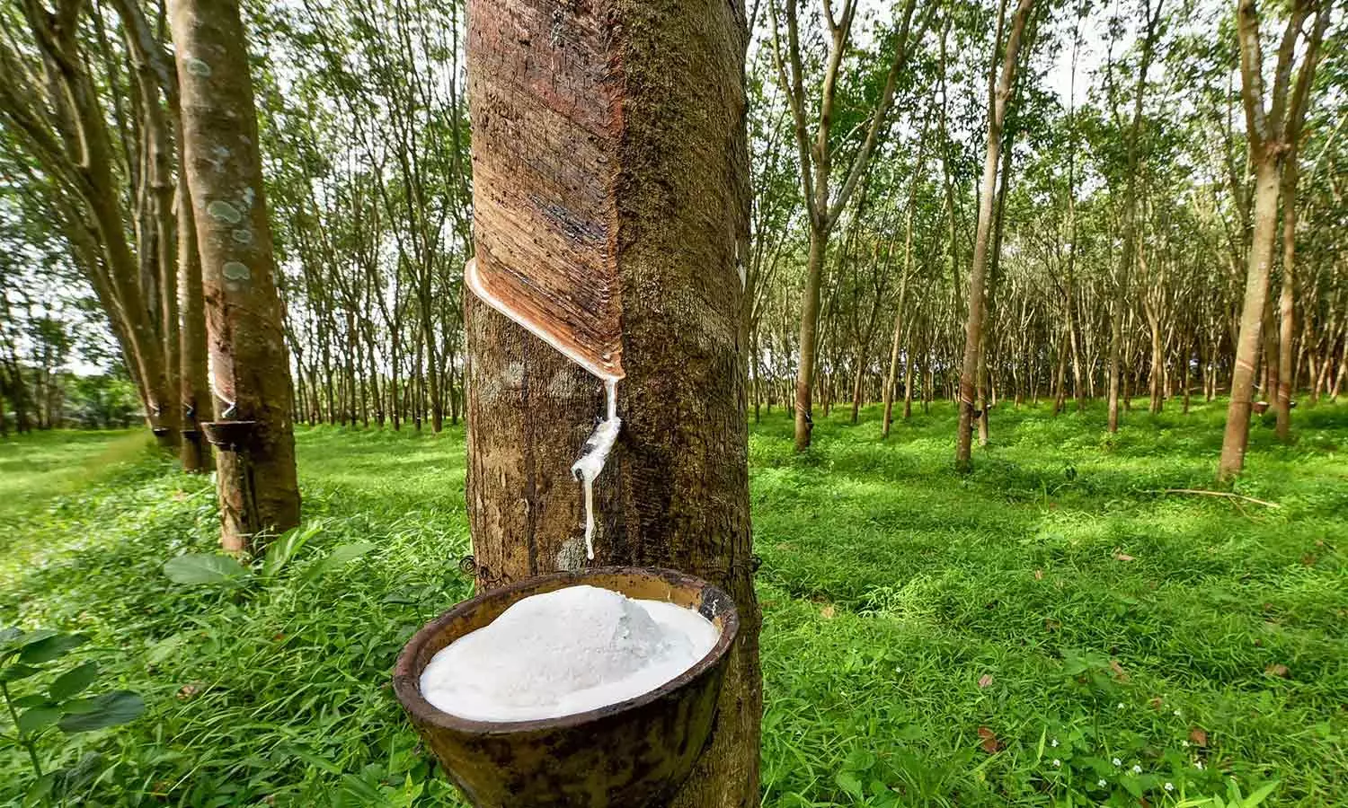 സംസ്ഥാനത്ത് റബര് വിലയിൽ വൻ ഇടിവ് സംസ്ഥാനത്ത് റബര് വിലയിൽ വൻ ഇടിവ്