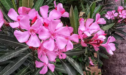 Abu Dhabi Bans Cultivation And Production Of Oleander Plants