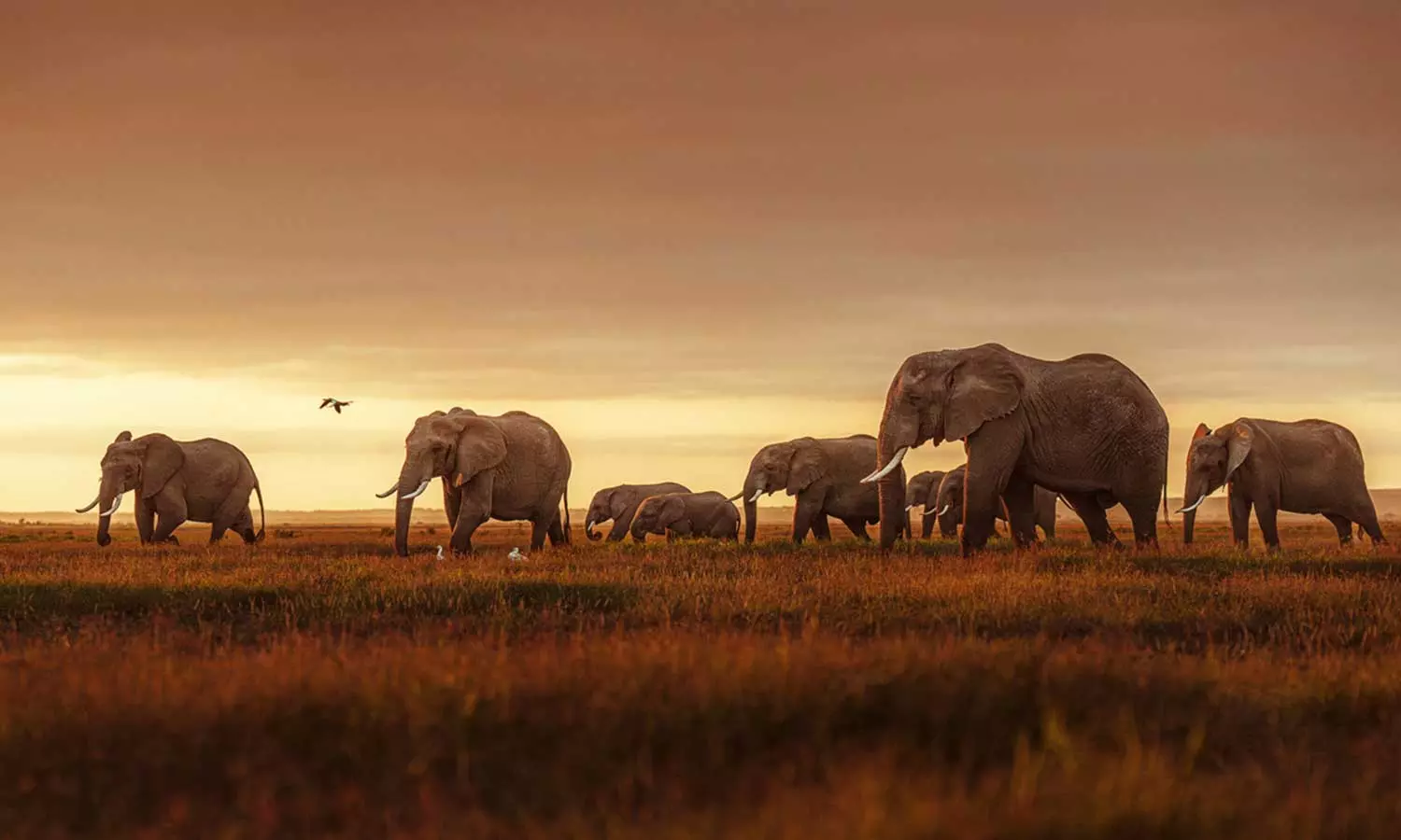 Global Wildlife Population Declined By 73% In 50 Years: WWF Report Global Wildlife Population Declined By 73% In 50 Years: WWF Report